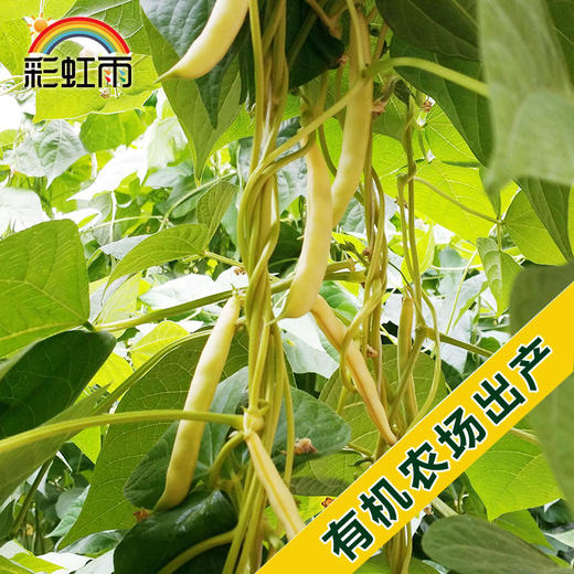 彩虹雨 新鲜青菜 有机蔬菜 黄金勾豆角250g  京津冀满百包邮 商品图3