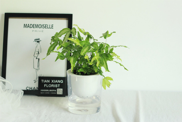 神润斋花园中心【植物盆栽】暑期水培植物~~ 凤尾蕨 - 神润斋花园中心