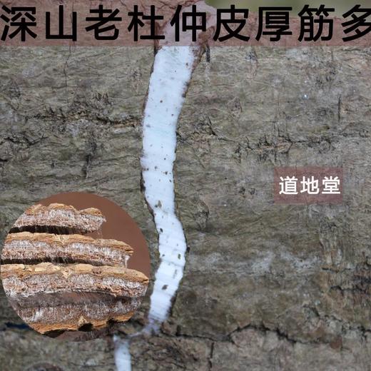 仙蒙 生杜仲 老杜仲 川杜仲 250克500克1000克 商品图1