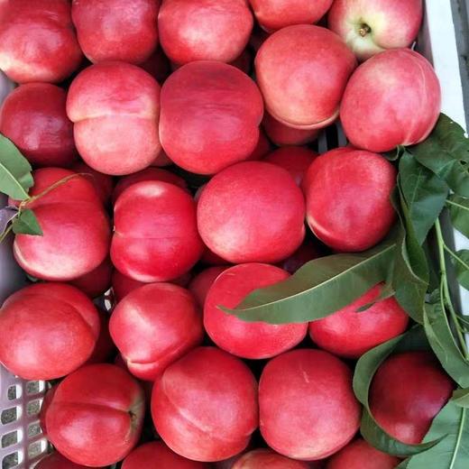 河北苹果桃一份约1120g 脆甜多汁