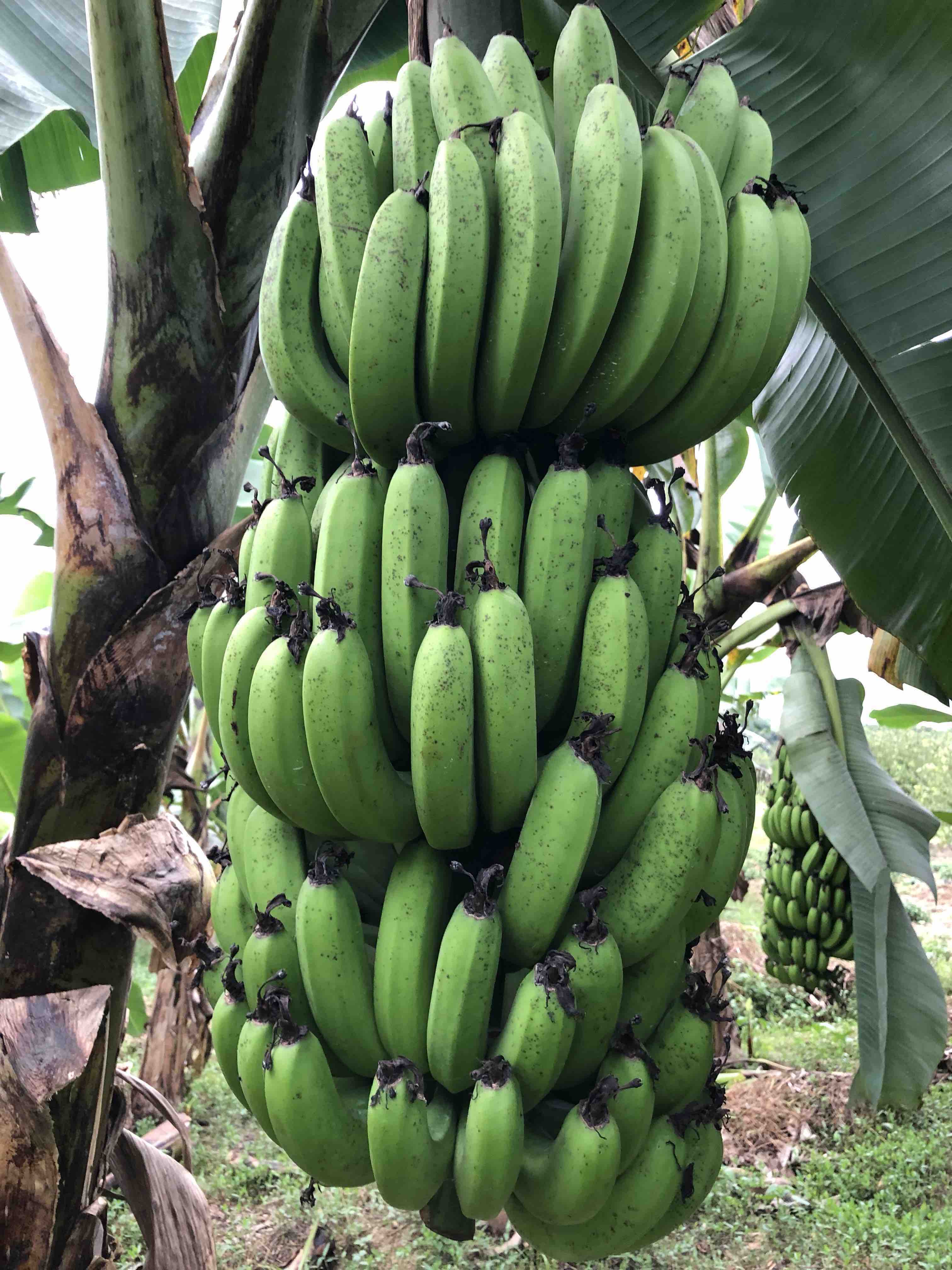 (自产)原生态丑香蕉(生)3斤装