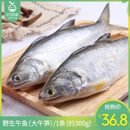 野生午鱼(大午笋)/1条(约300g)