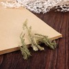 仙蒙  伸筋草 500克 1000克 商品缩略图3
