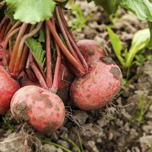 全国发货满额包邮  有机蔬菜 蔬菜樱桃萝卜250g 欧盟认证彩虹雨北京农场 商品图2