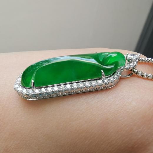 六宫粉黛无颜色——帝王绿素瓜 商品图3