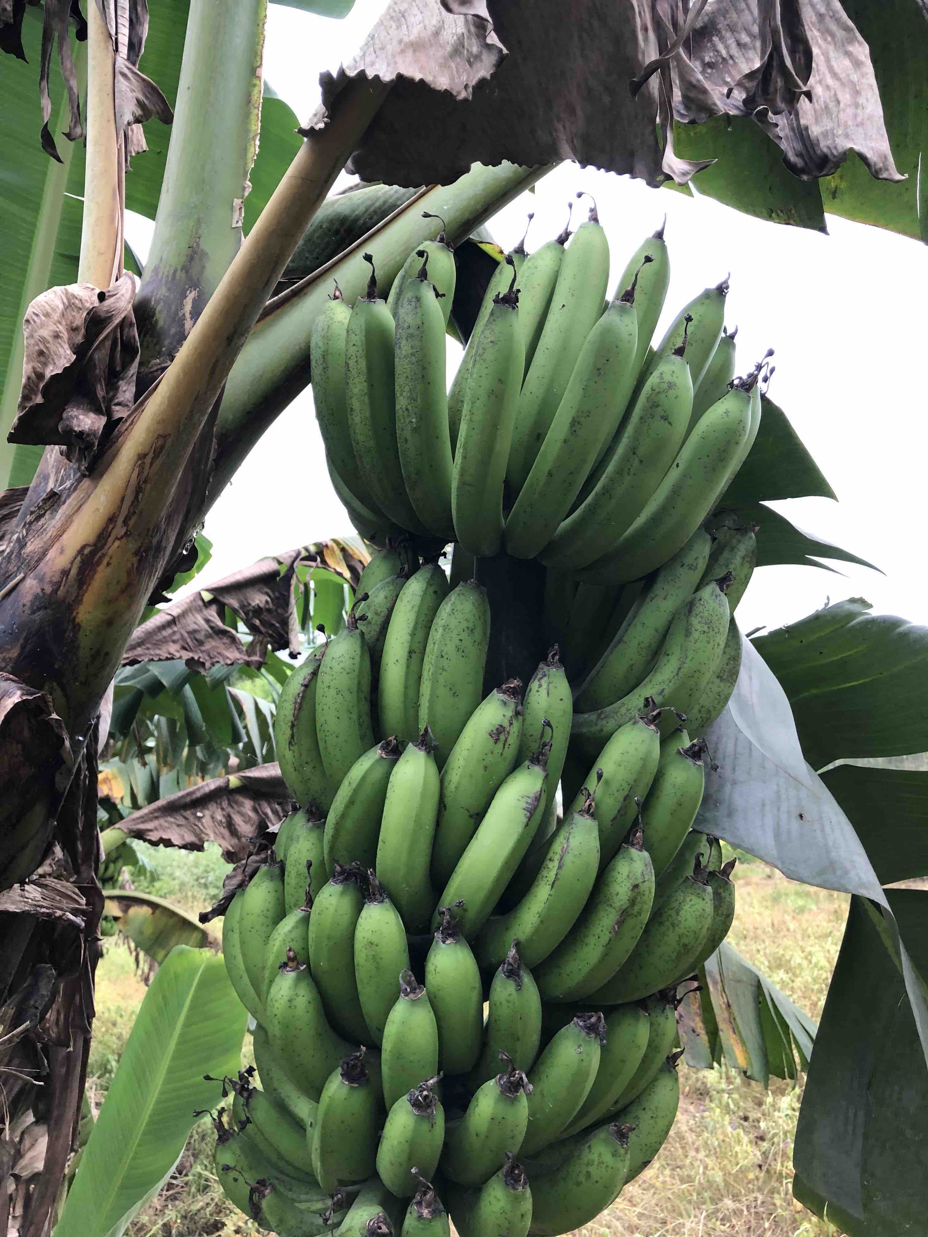 (自产)原生态丑香蕉(生)3斤装