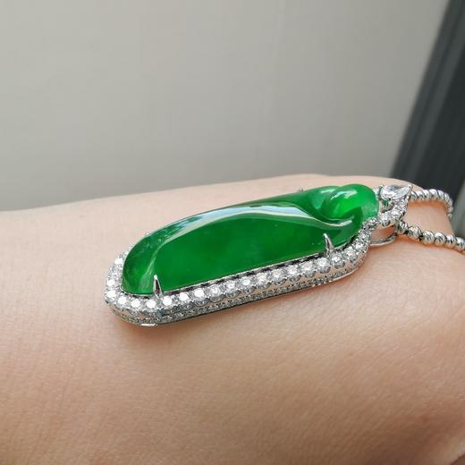 六宫粉黛无颜色——帝王绿素瓜 商品图0