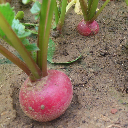 全国发货满额包邮  有机蔬菜 蔬菜樱桃萝卜250g 欧盟认证彩虹雨北京农场 商品图3