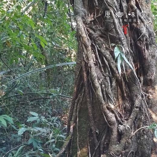 单荚皂角米（成都仓库-顺丰快递）| 75g，来自云南德宏，生产者：蔡颜吉【合作生产，公平贸易】 商品图7