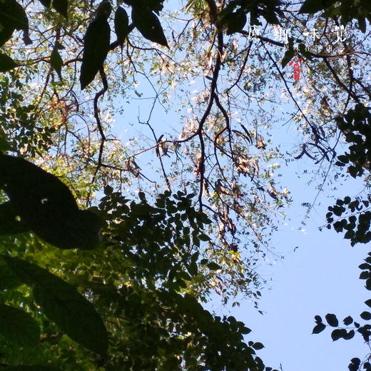 单荚皂角米（成都仓库-顺丰快递）| 75g，来自云南德宏，生产者：蔡颜吉【合作生产，公平贸易】 商品图5