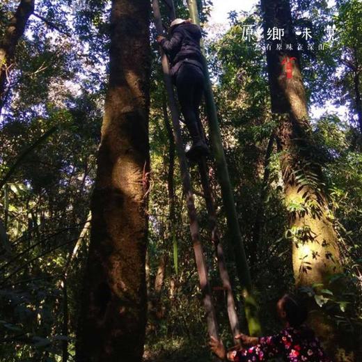 单荚皂角米（成都仓库-顺丰快递）| 75g，来自云南德宏，生产者：蔡颜吉【合作生产，公平贸易】 商品图6