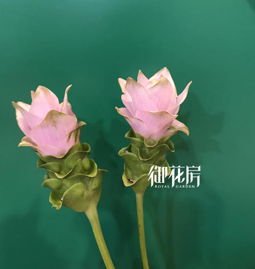 姜荷花 商品图4