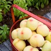 【8月4日停售】阳山水蜜桃（甜到心坎）江浙沪包邮 商品缩略图1