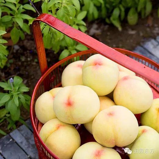 【8月4日停售】阳山水蜜桃（甜到心坎）江浙沪包邮 商品图1