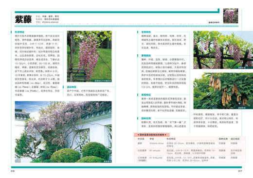植物造景丛书——藤蔓植物景观 商品图1