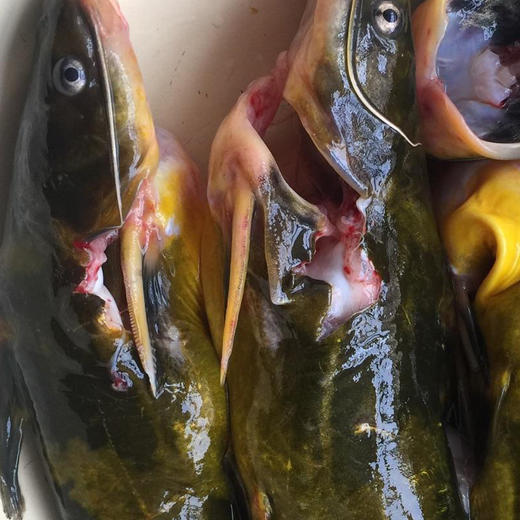 野生汪刺鱼1斤有刺不能活寄