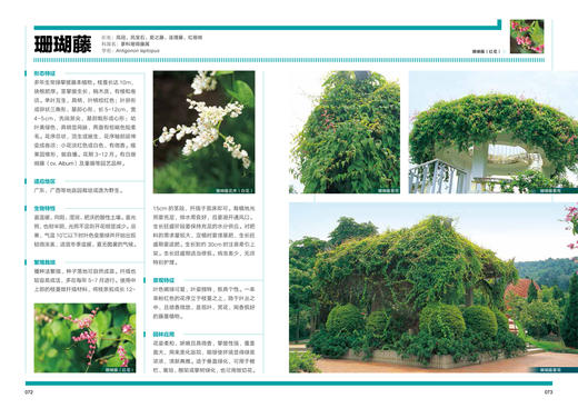 植物造景丛书——藤蔓植物景观 商品图3