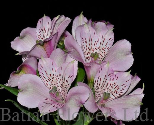 【进口六出花】 浅紫色  5枝 商品图1