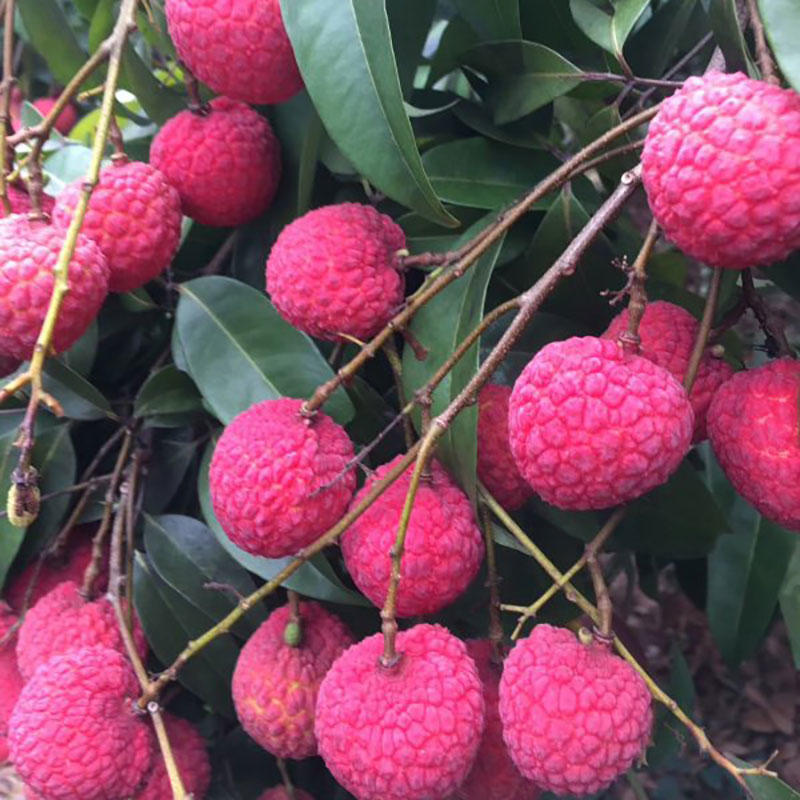 状元红荔枝5斤果核中小,肉厚,清甜.