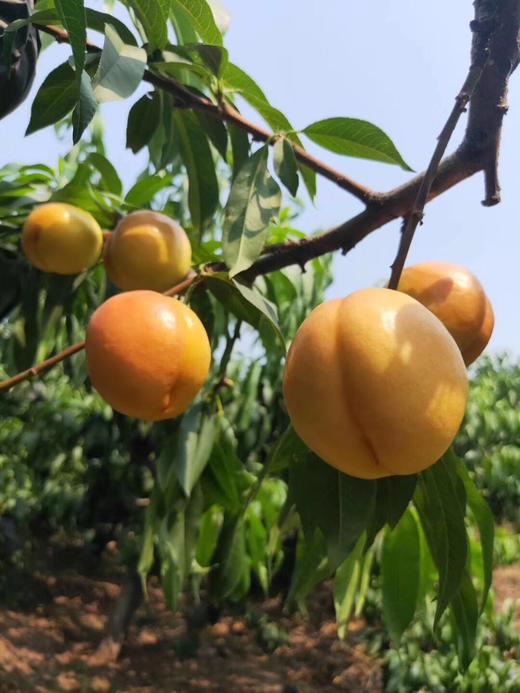 中国黄桃之乡 蒙阴黄油桃 甜脆多汁 鲜嫩爽口 5斤包邮