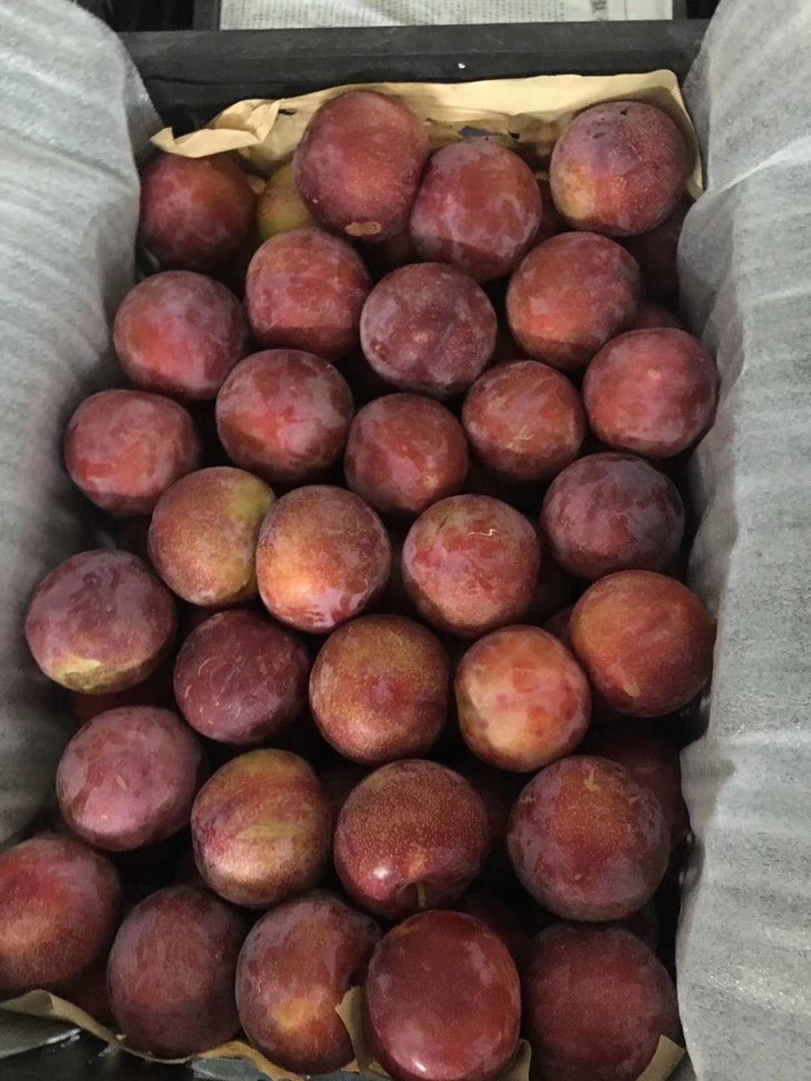 6月28日发货一波汁水爆发的大靓酸甜多汁的黄心李子来袭下沙多小区可