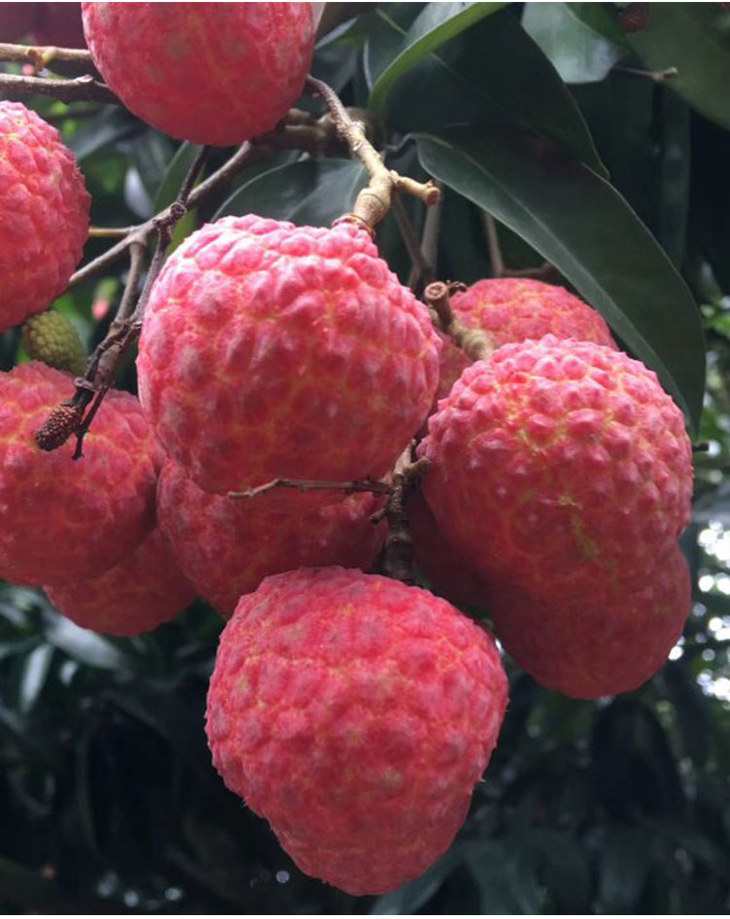 状元红荔枝5斤果核中小,肉厚,清甜.
