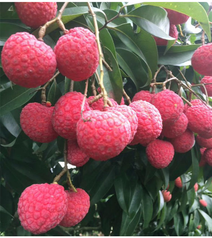 状元红荔枝5斤果核中小,肉厚,清甜.