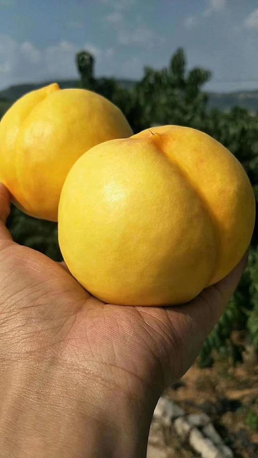 【黄肉油桃】软吃爆浆流汁，硬吃脆甜爽~ 商品图0