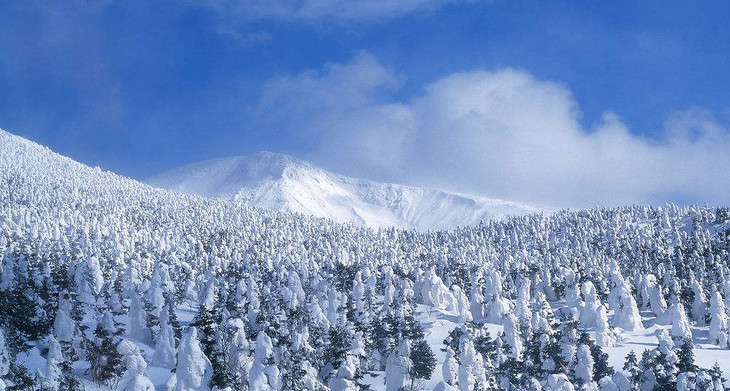 雪松块1个(调整身心能量)俄罗斯天然手工艺术坊