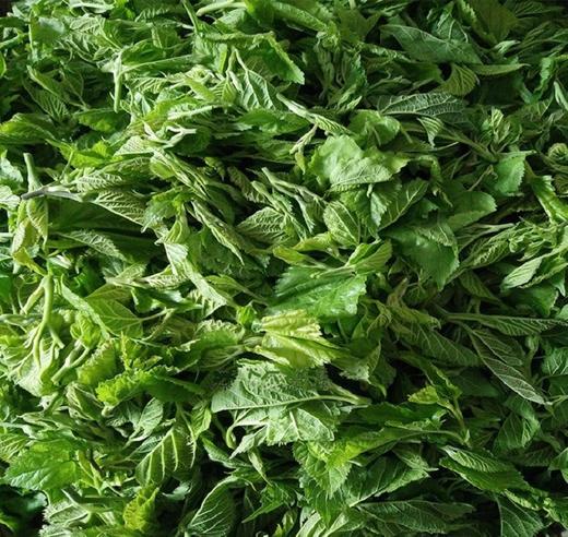 (此链接仅供批发商下单)九龙桑芽菜规格250克*30包