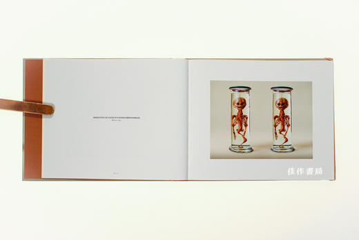 Human Anatomy: Stereoscopic Images of Medical Specimens/人体解剖学：医学标本的立体图像/Jim Naughten摄影作品 商品图3