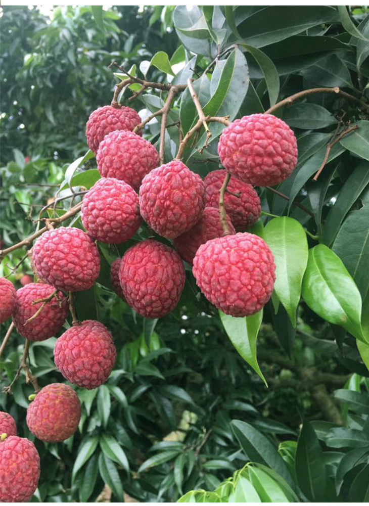 状元红荔枝5斤果核中小,肉厚,清甜.