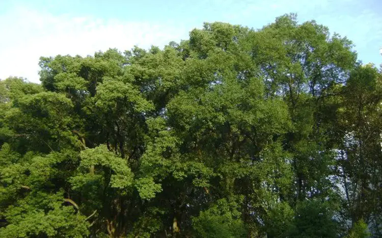 草本滋润香樟乳霜 抹一抹滋润不油腻 解决皮肤干裂 脱皮英格莱恩ingram S