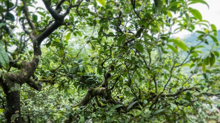 勐库东半山之最浩荡坝糯生普