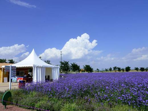 【宁夏2日】沙坡头+通湖草原+高庙2日游 商品图2