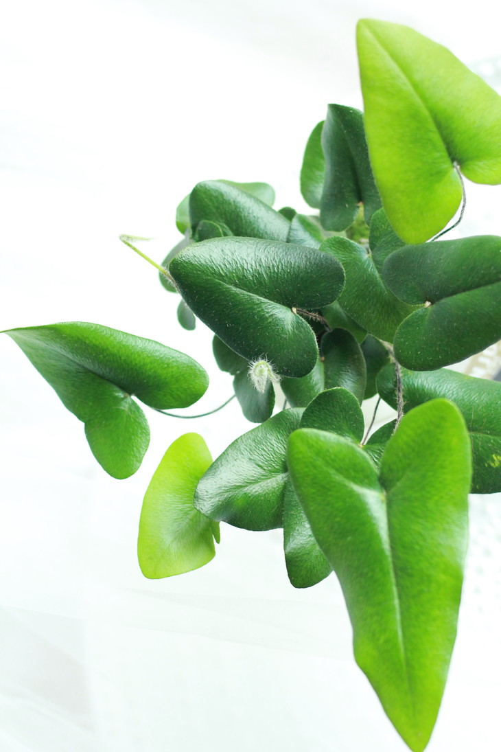 新品暑期水培专场绿植心愿蕨下单后第二天可提货