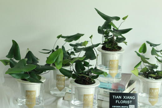 新品暑期水培专场绿植心愿蕨下单后第二天可提货