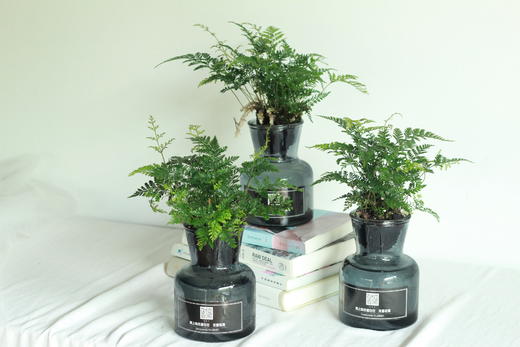 新品水培专场绿植狼尾蕨下单后第二天可提货