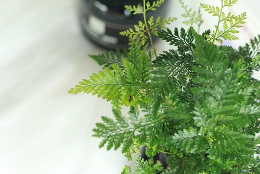 新品 水培专场 ~ 绿植 狼尾蕨 下单后第二天可提货