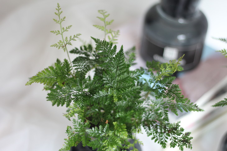 新品 水培专场 ~ 绿植 狼尾蕨 下单后第二天可提货