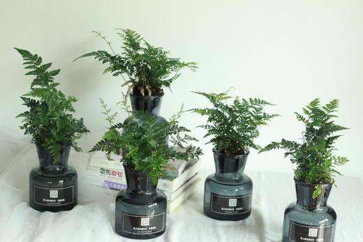 新品水培专场绿植狼尾蕨下单后第二天可提货