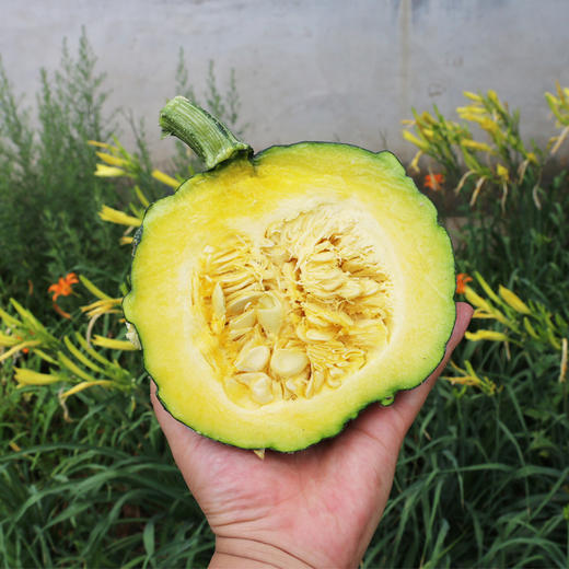 每日现摘_密农人家农家丑瓜_适合炖煮2斤