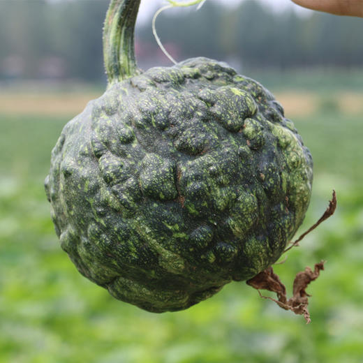 每日现摘_密农人家农家丑瓜_适合炖煮2斤