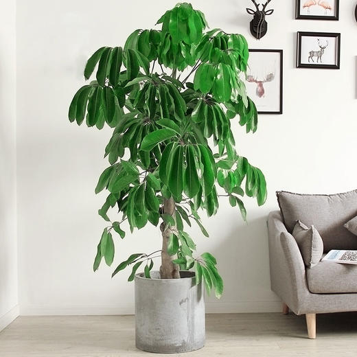 摇钱树大叶伞招财植物宽叶大型盆栽室内观叶盆栽植物开业送礼绿植盆景