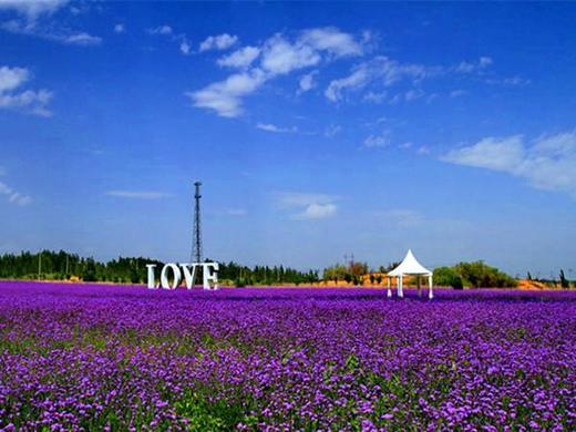 【宁夏2日】沙坡头+通湖草原+高庙2日游 商品图3