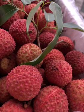 【钻荔】果肉、筋毫无酸涩感，只有满嘴的香甜