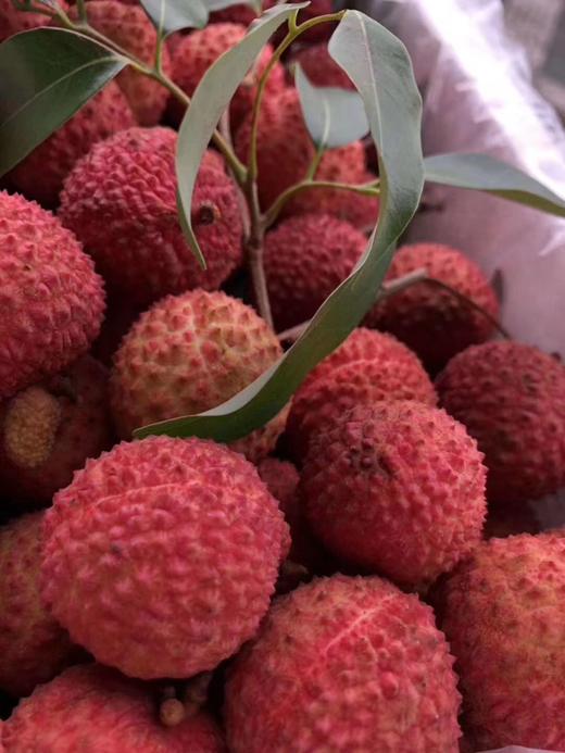 【钻荔】果肉、筋毫无酸涩感，只有满嘴的香甜 商品图0