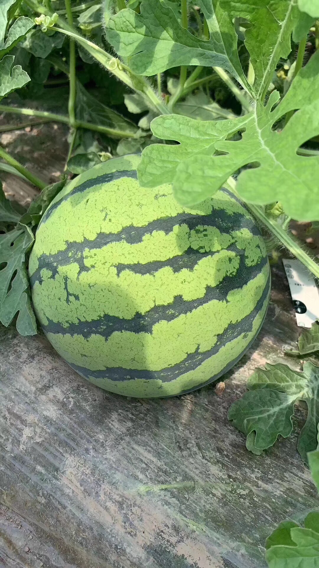 海南瓜博士头茬麒麟西瓜专注高品质西瓜19年用口感征服了多少吃货的心