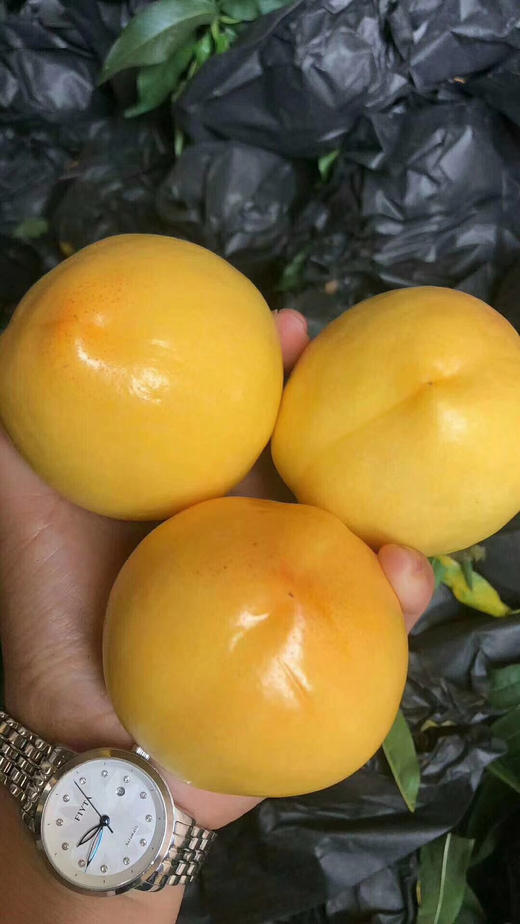 蒙阴山东黄金油桃455斤产地直发