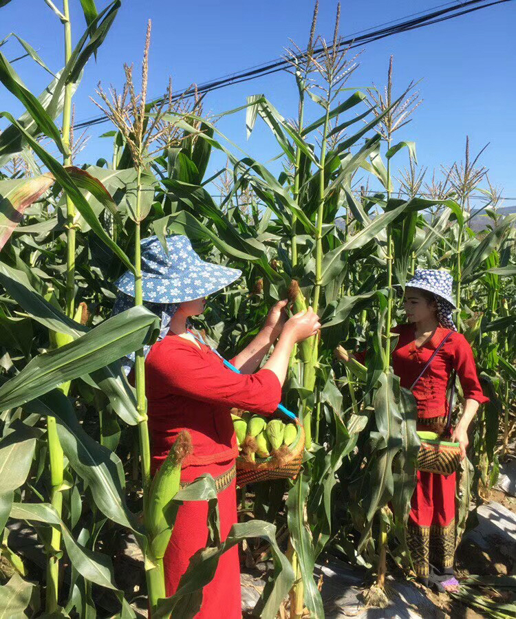 云南产地直邮西双版纳糯甜一绝小玉米现摘现煮包好吃